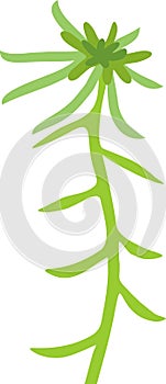 Green sphagnum peat moss